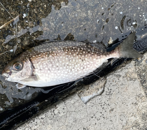 アイゴの釣果