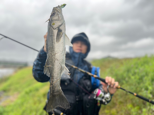 スズキの釣果