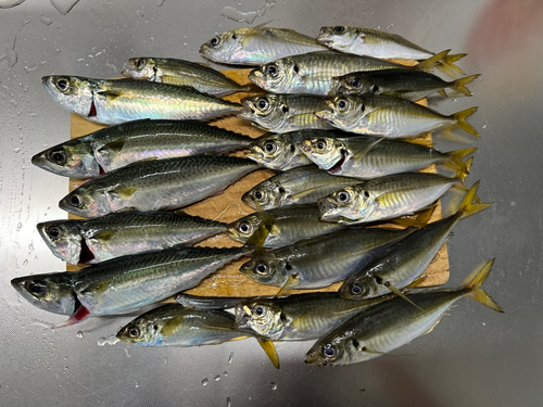 アジの釣果