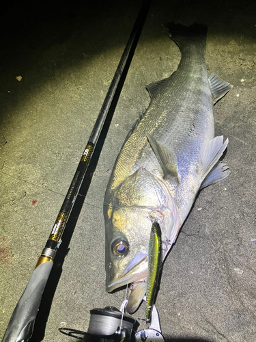 シーバスの釣果