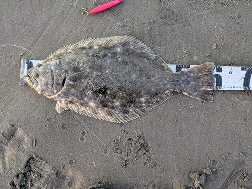 ヒラメの釣果