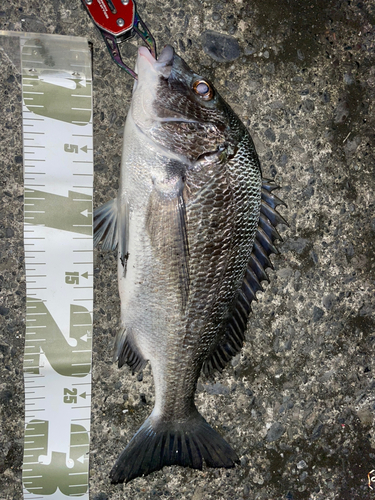 クロダイの釣果