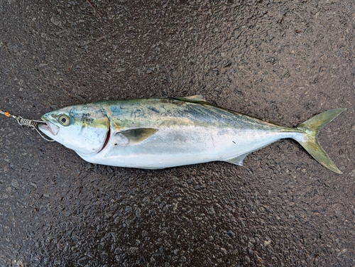 イナダの釣果