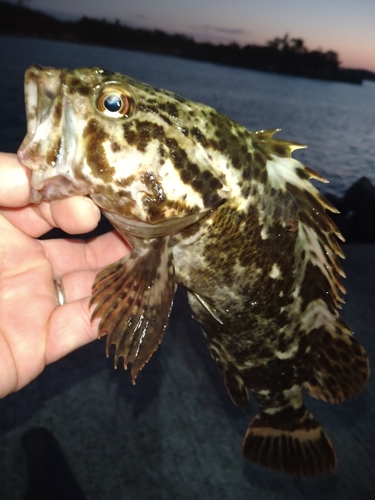 タケノコメバルの釣果