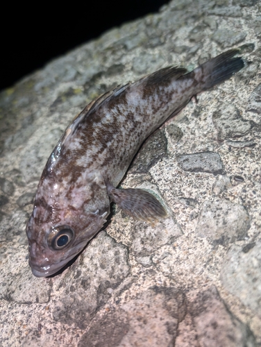 クロソイの釣果