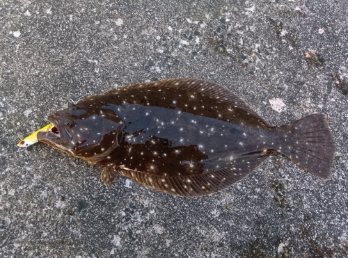 ヒラメの釣果