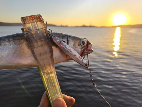 サバの釣果