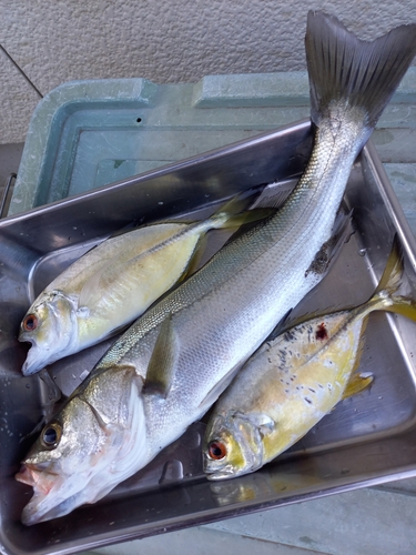 シーバスの釣果