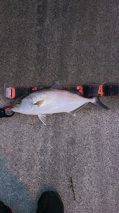 ショゴの釣果