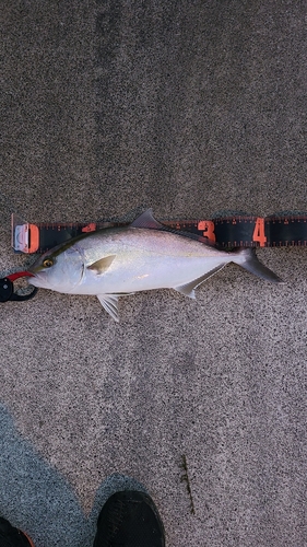 シオの釣果