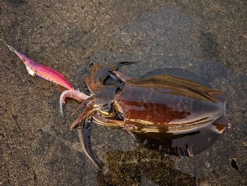 アオリイカの釣果