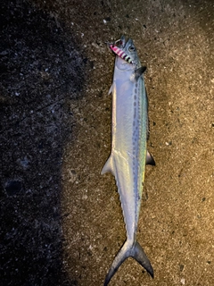 サゴシの釣果