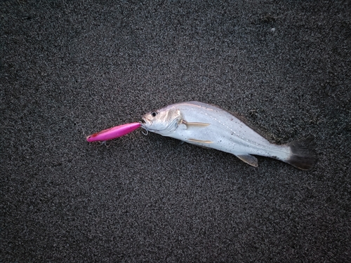 ニベの釣果