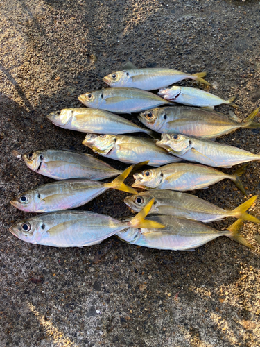 アジの釣果