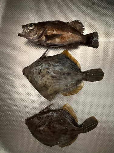 メバルの釣果