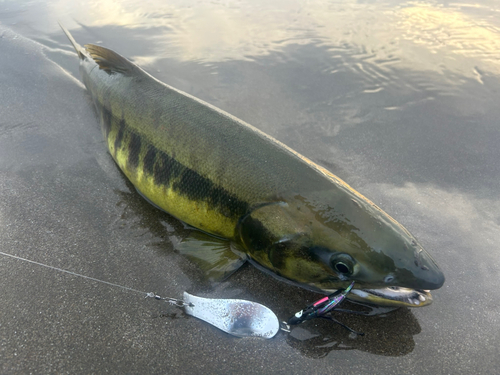 シロザケの釣果