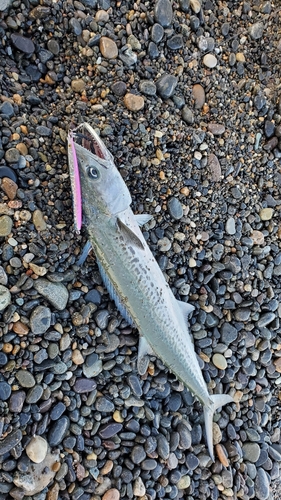 サゴシの釣果