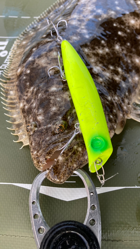 ヒラメの釣果