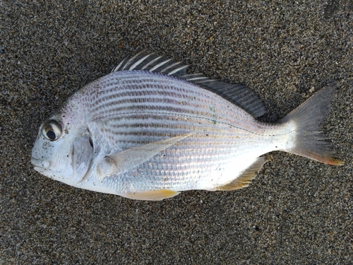 ヘダイの釣果