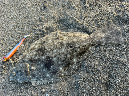 ソゲの釣果