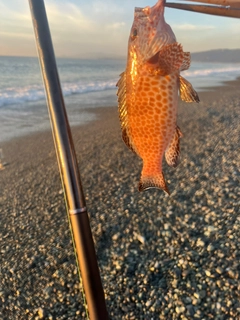 オオモンハタの釣果