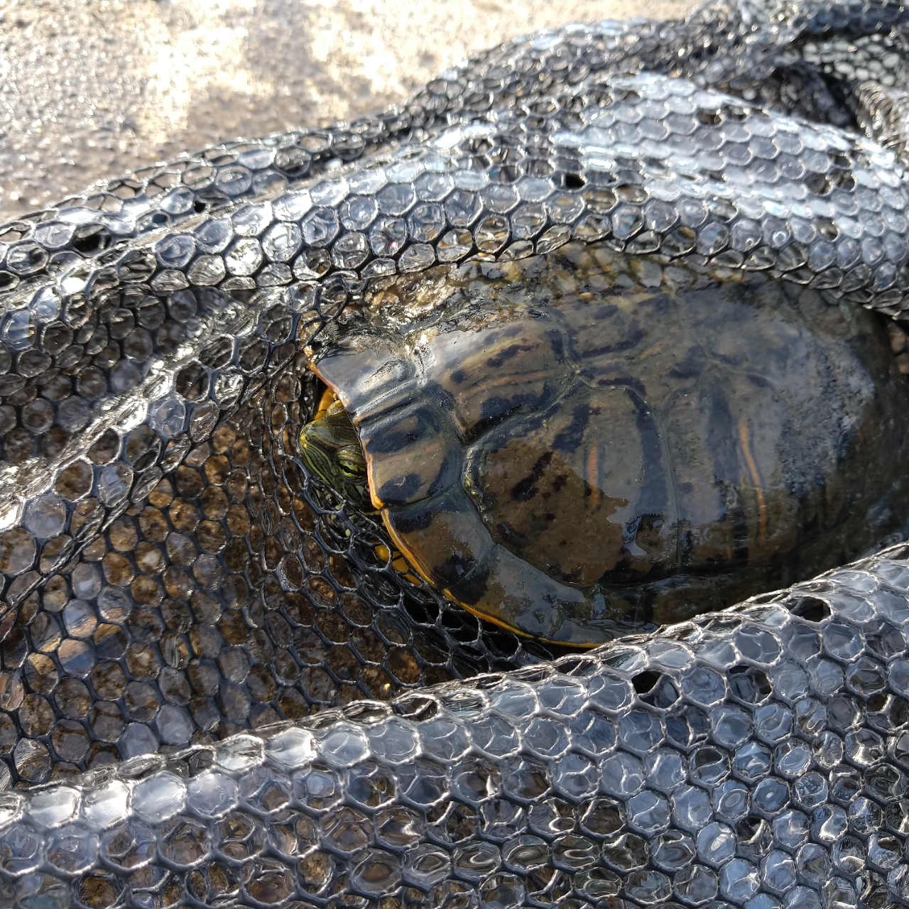 ダントウボウ