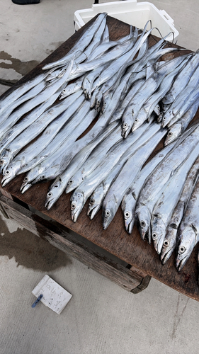 タチウオの釣果