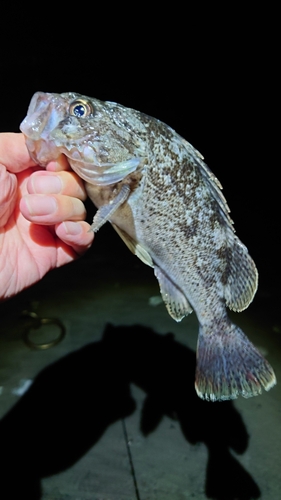 クロソイの釣果