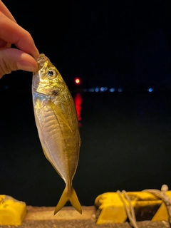 マアジの釣果