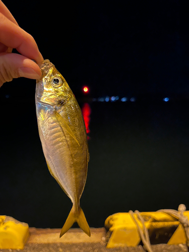 マアジの釣果