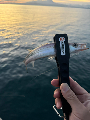 カマスの釣果