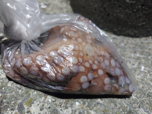 タコの釣果