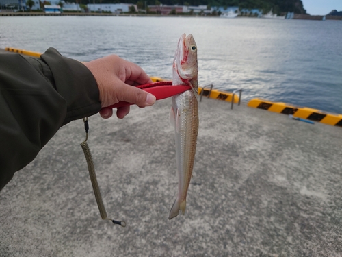 エソの釣果