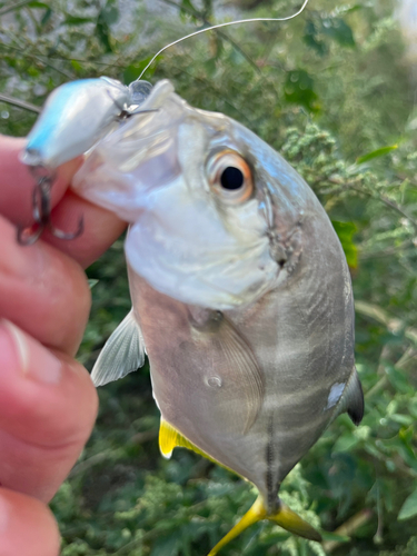 メッキの釣果