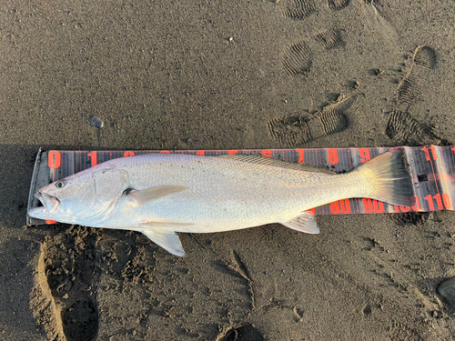 オオニベの釣果