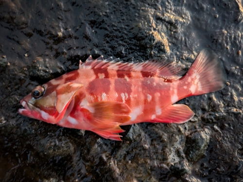 アカハタの釣果