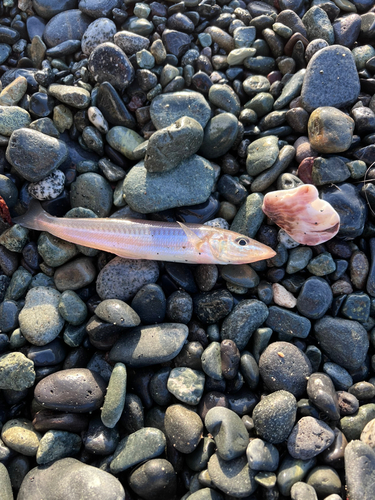 キスの釣果