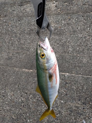 ワカシの釣果