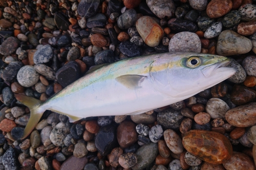 ツバイソの釣果