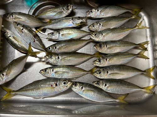 アジの釣果