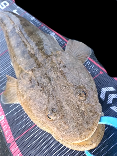 マゴチの釣果