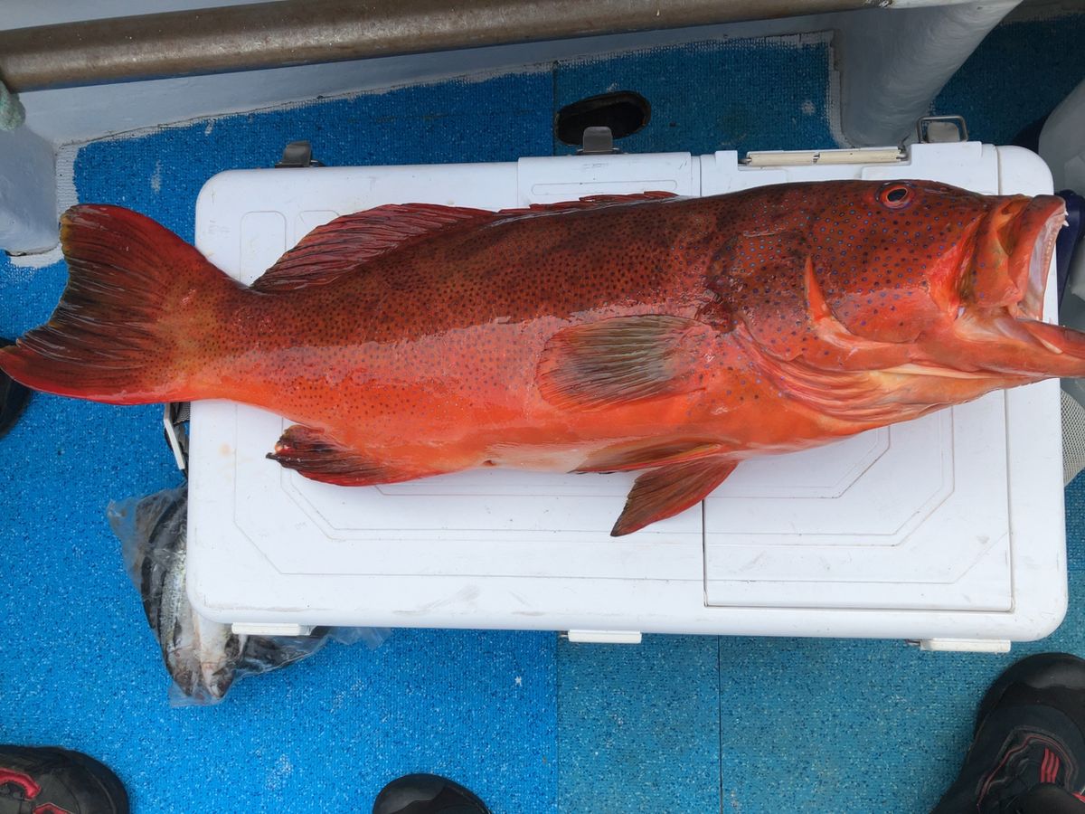 初老の釣り人さんの釣果 1枚目の画像