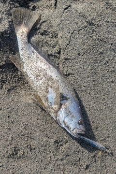 ニベの釣果