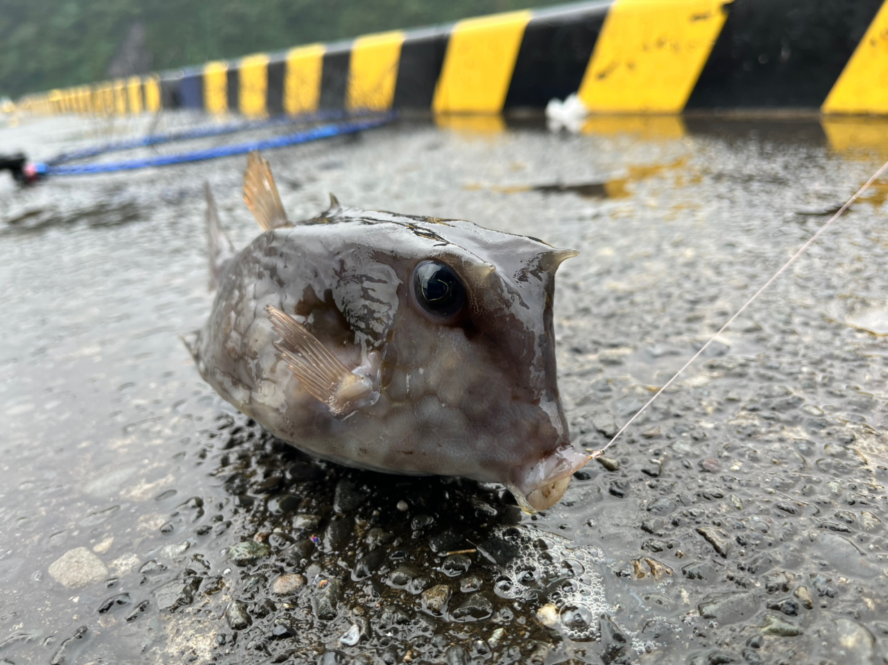 カンパチ