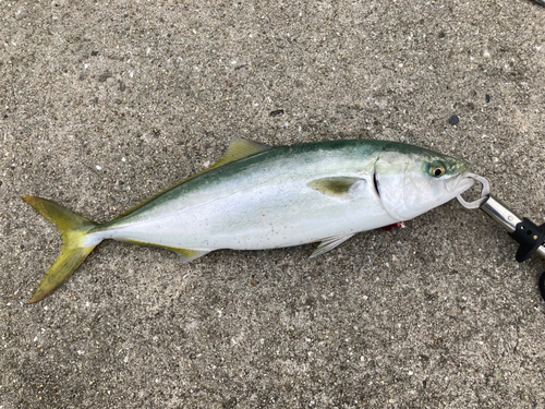 ハマチの釣果