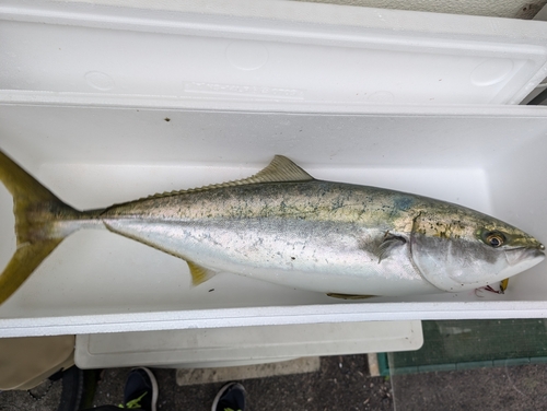 ハマチの釣果