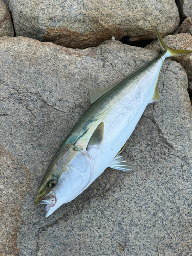 ブリの釣果