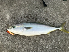 イナダの釣果