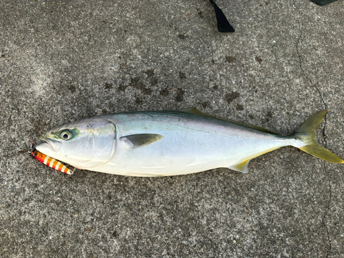 イナダの釣果