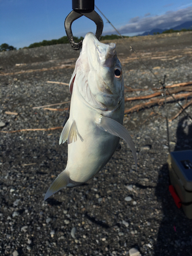 メッキの釣果